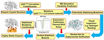 Protein engineering of amine transaminases